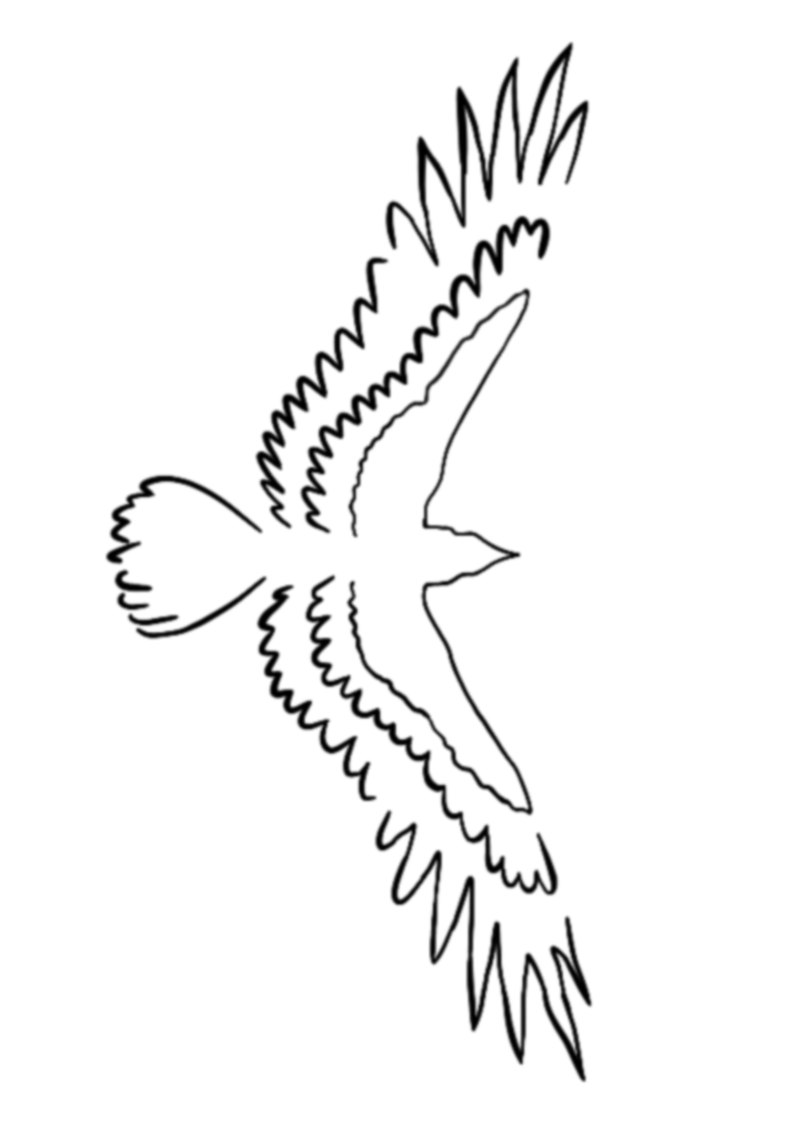 Aigle des Pyrénées