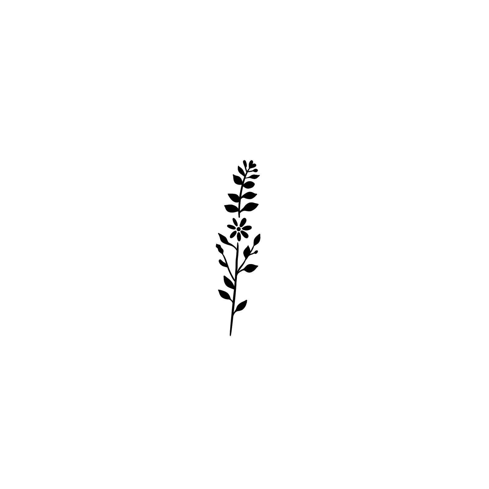 Marguerite des Champs