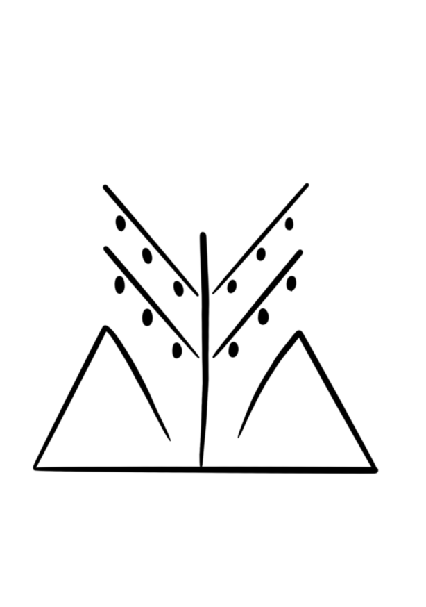 Cèdre de l’Atlas