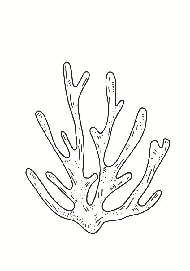 Corail de Lagune