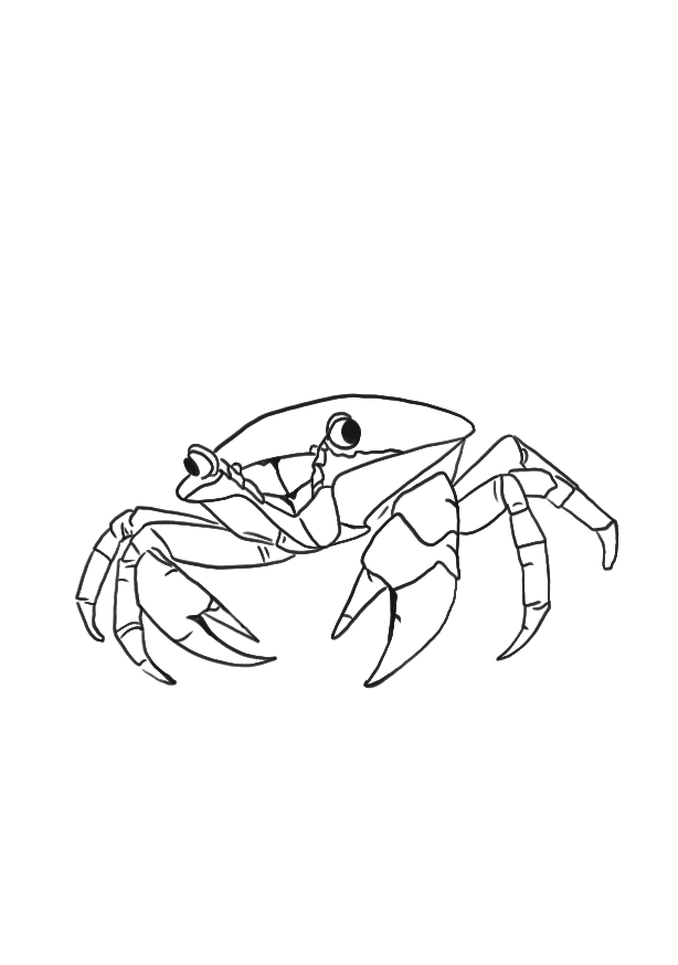 Crabe des Marées