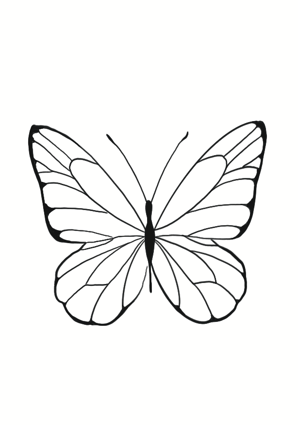 Papillon d’Aurore