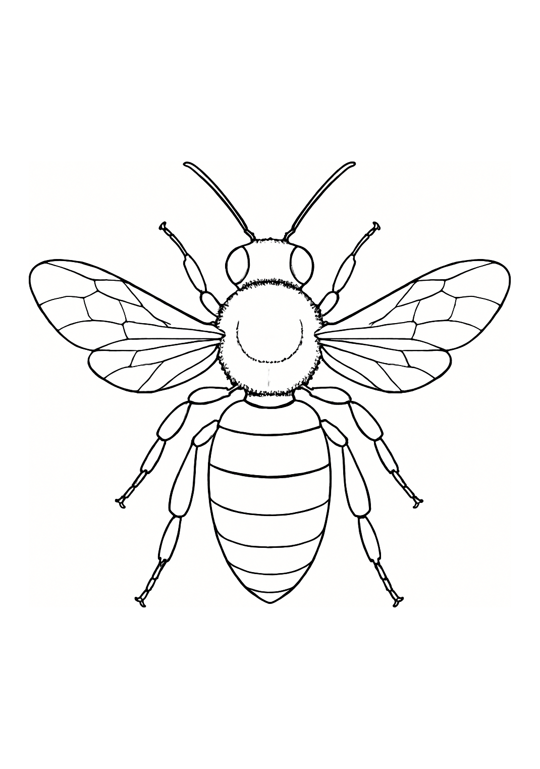 Abeille d’Orient