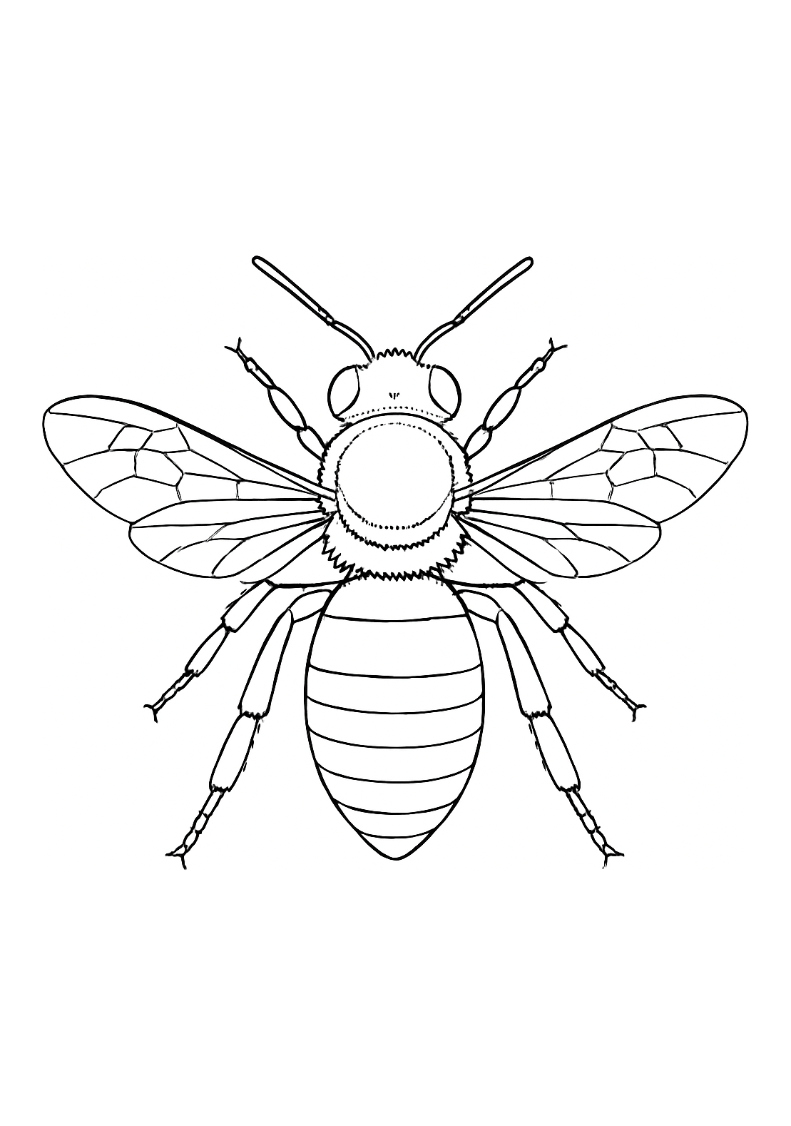 Abeille maçonne de Provence