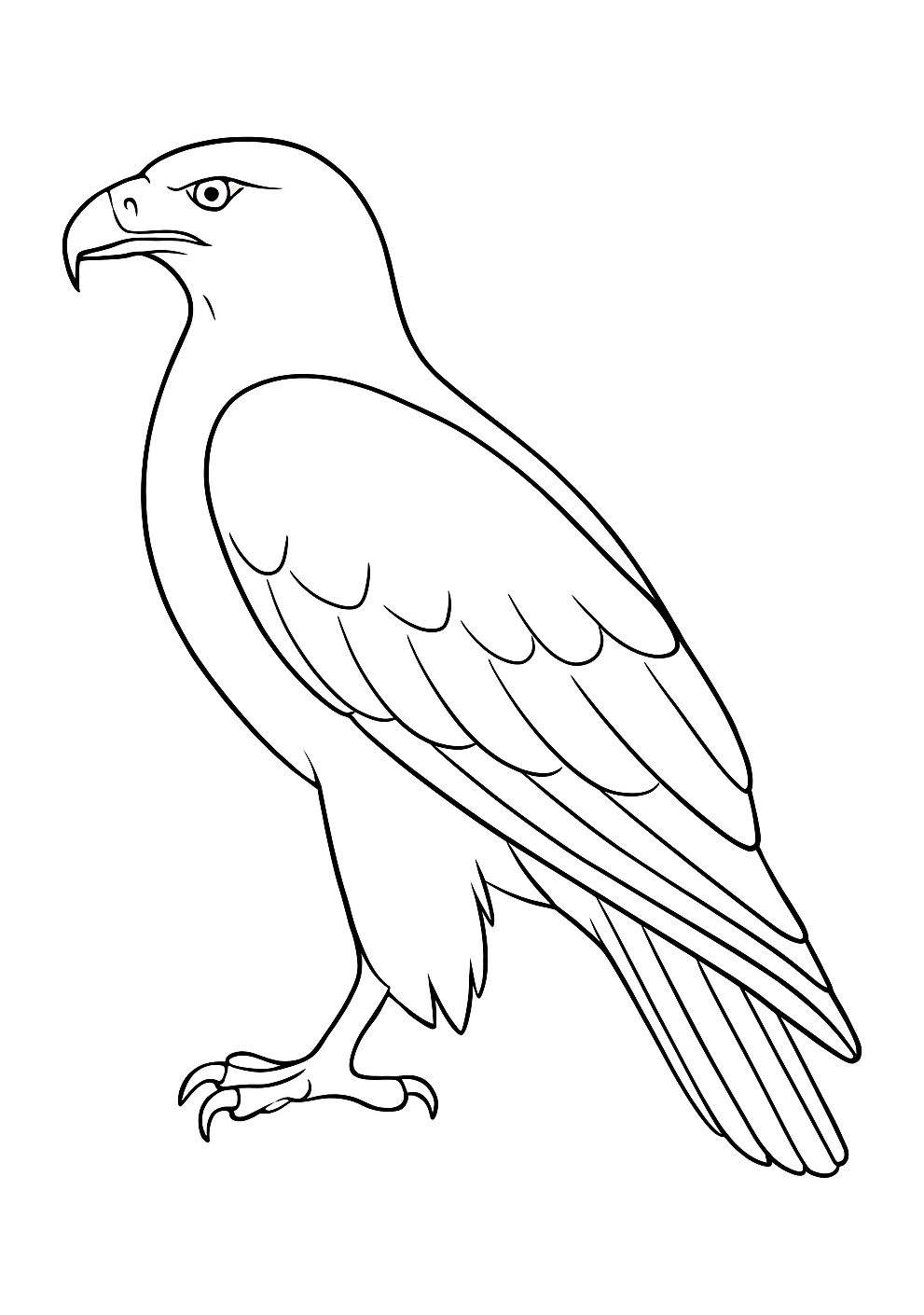 Aigle de l'Atlas