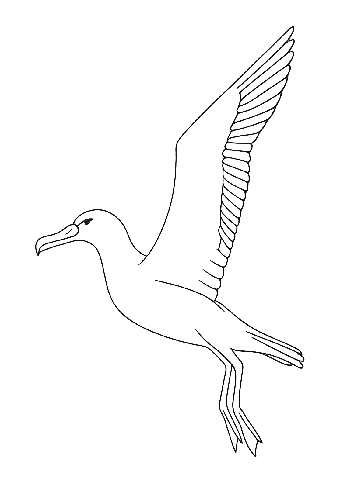Albatros des Açores