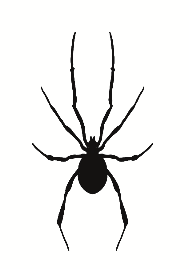 Araignée D'Obsidienne