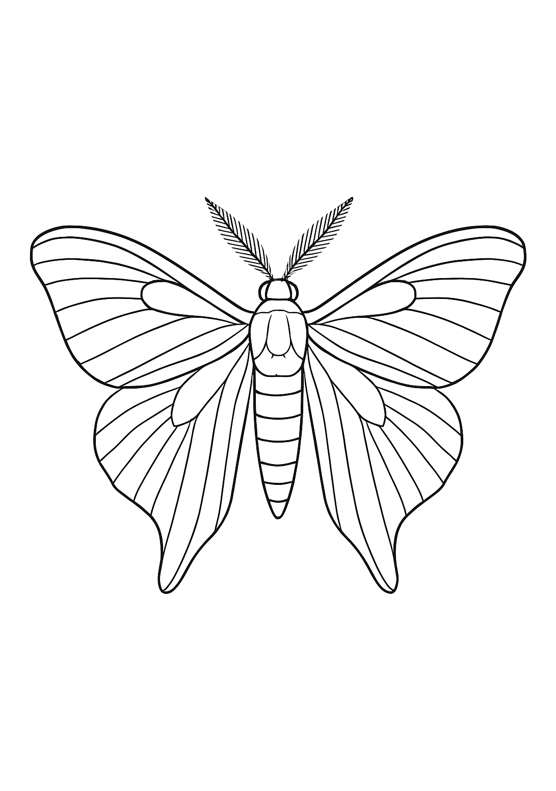 Attacus de Sélénie