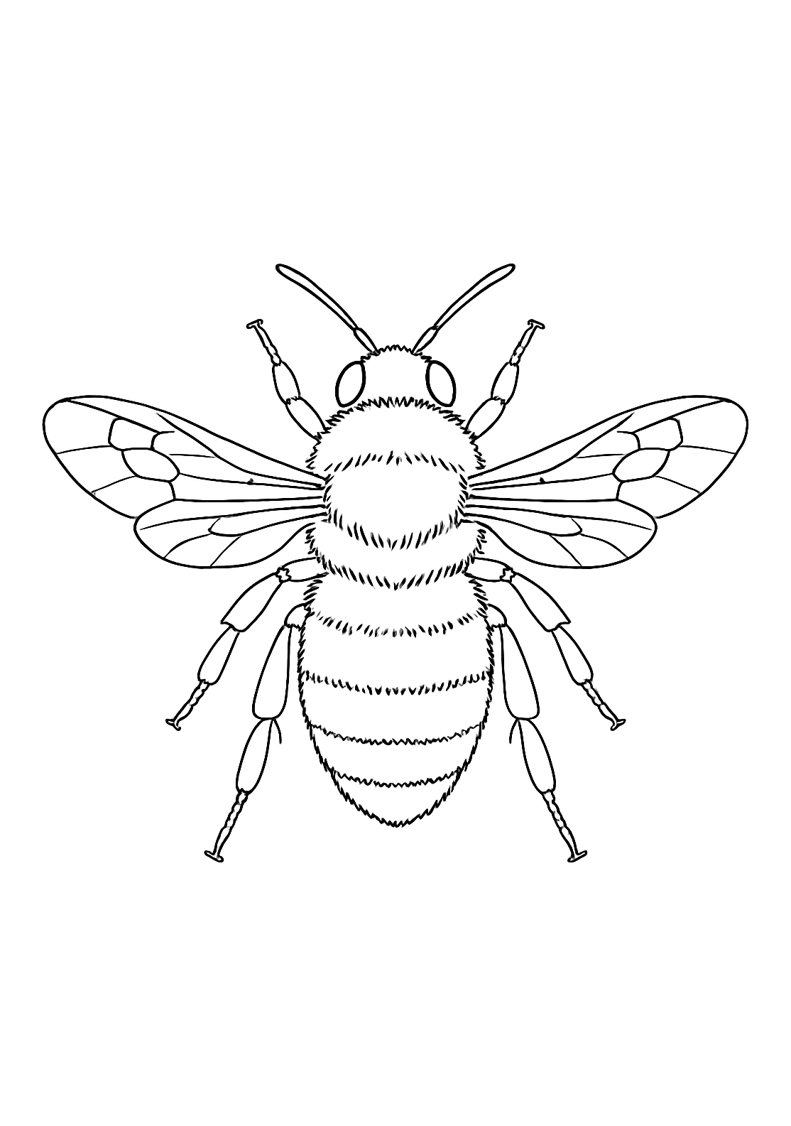 Bourdonnement du Jardin des Hespérides