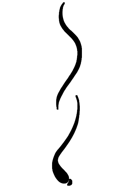 Calligraphie de Fès