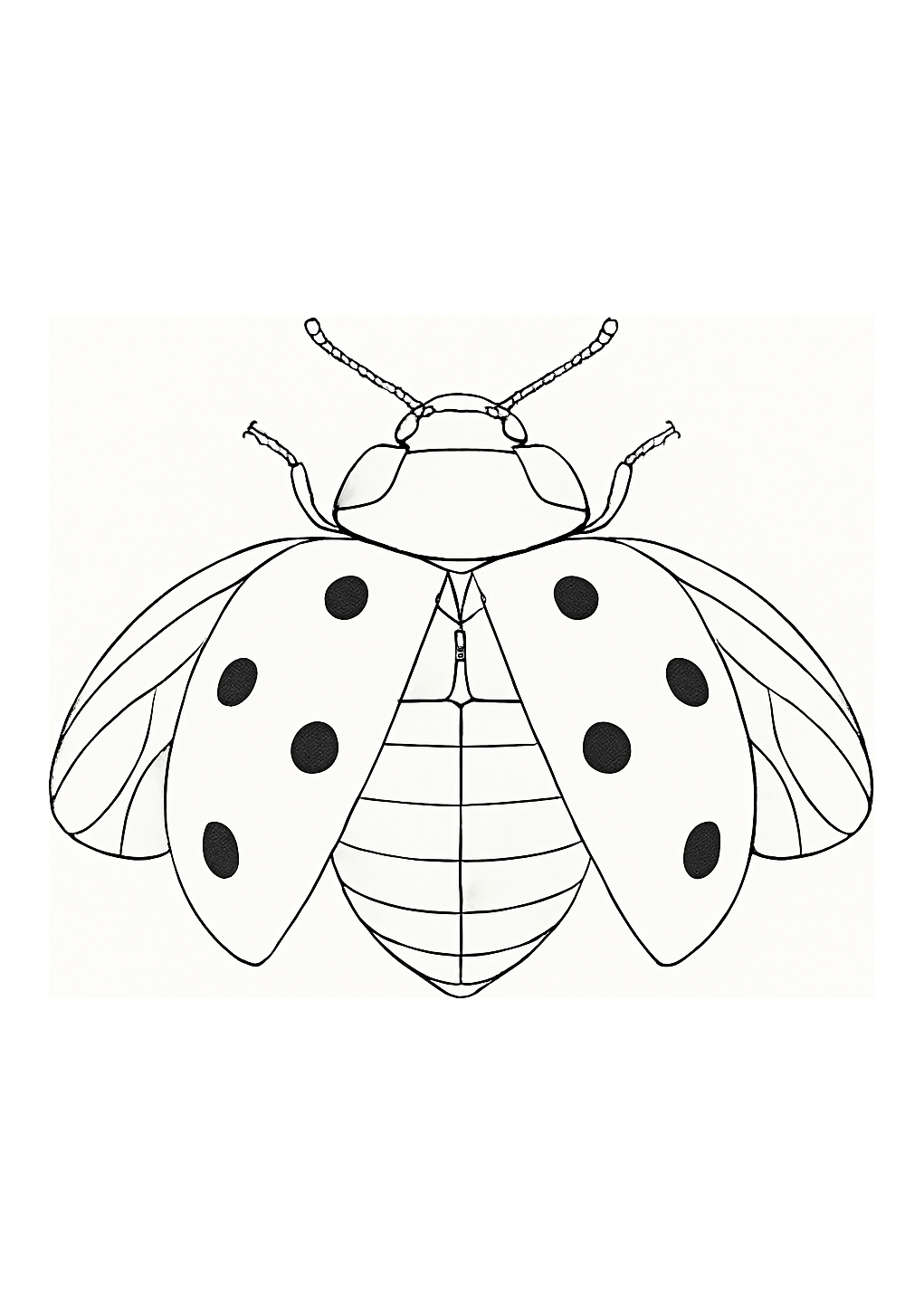 Coccinelle de Thibet