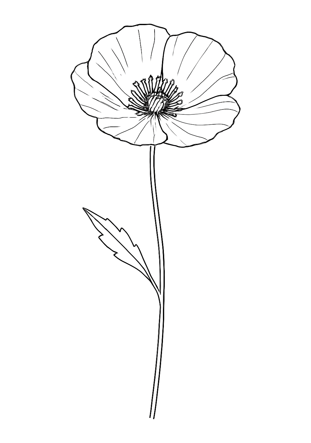 Coquelicot de Provence