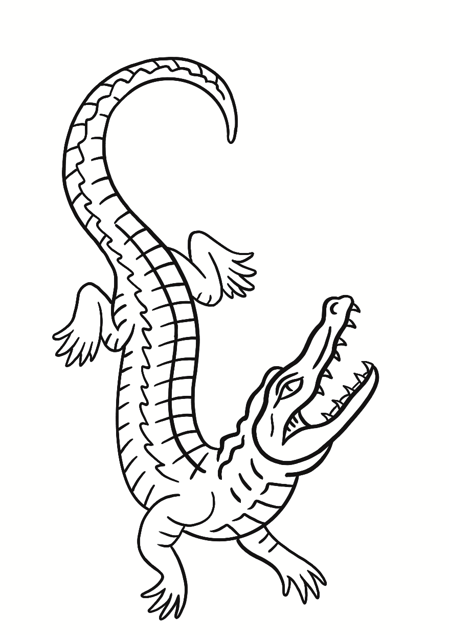 Crocodile Du Nil