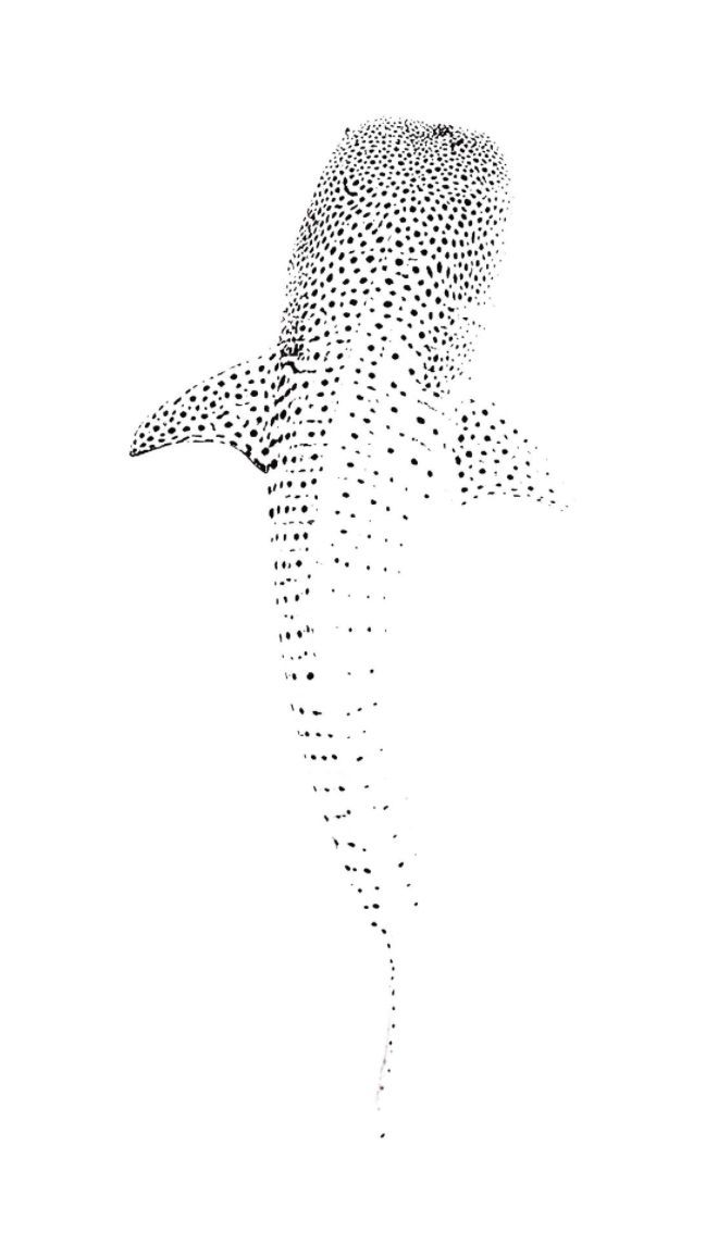 Points de Requin