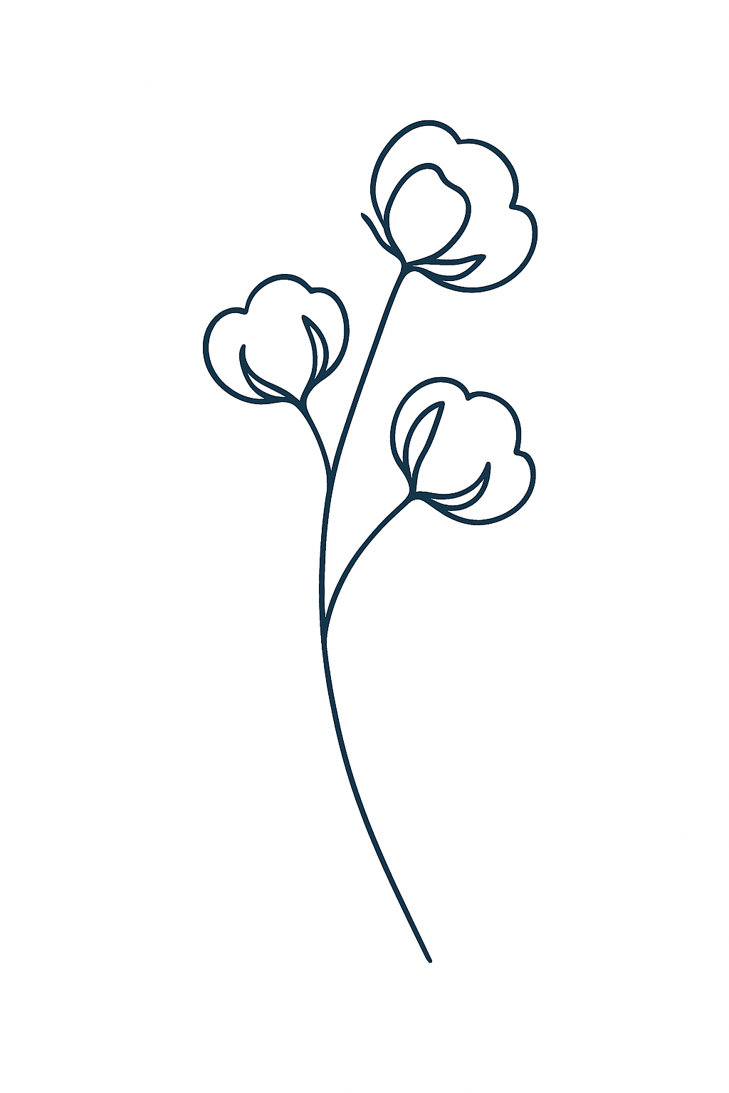 Floraison De Coton