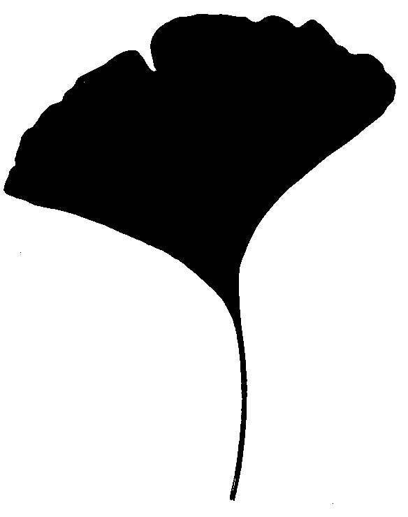 Ginko de Chine