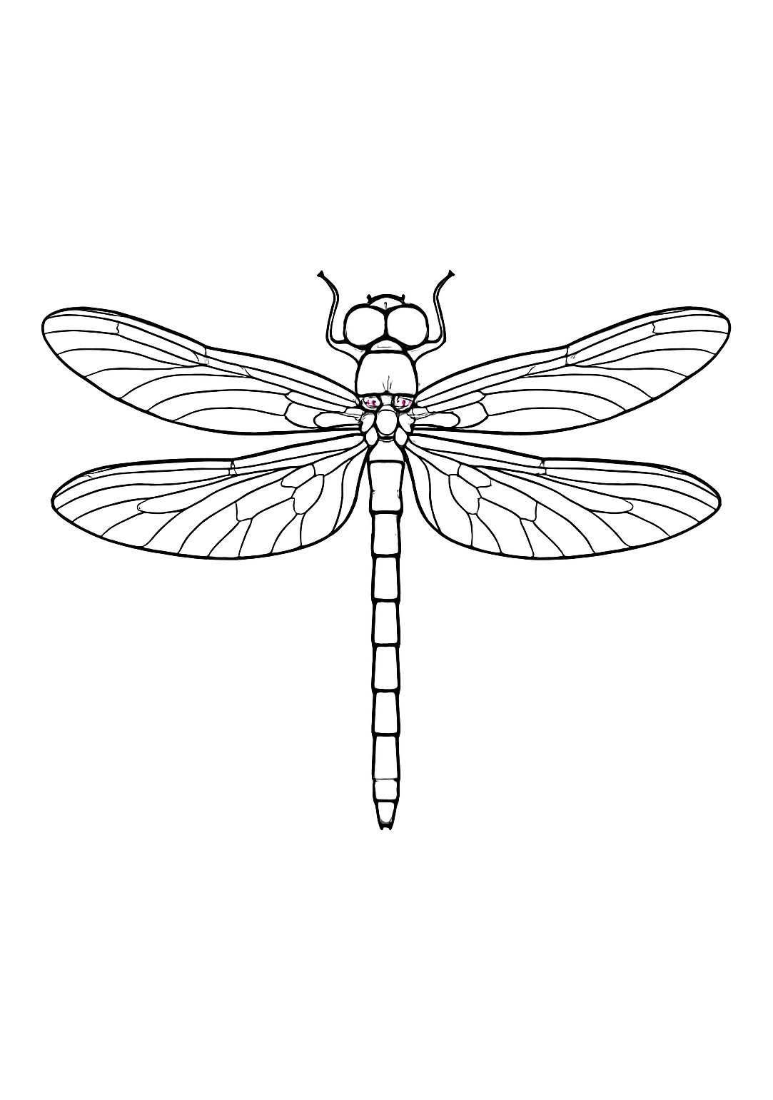 Libellule de Provence