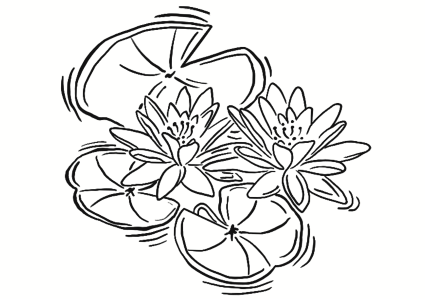 Lotus De Kyoto