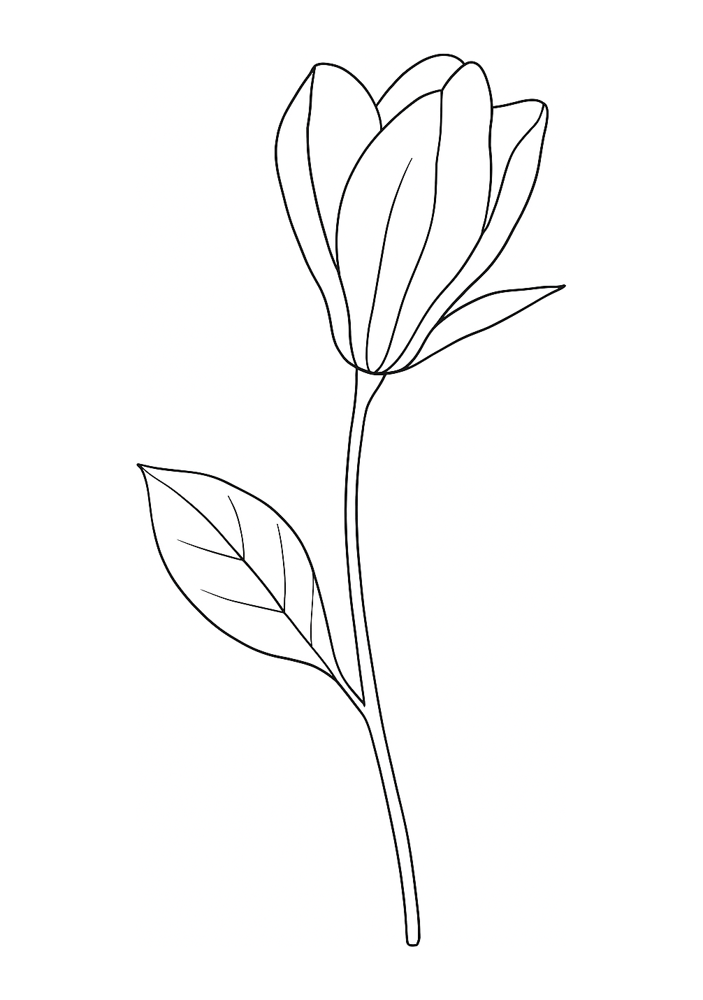 Magnolia de Grasse