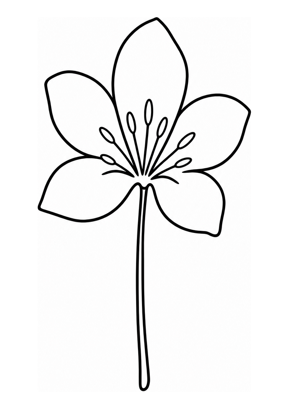 Orchidée de Singapour