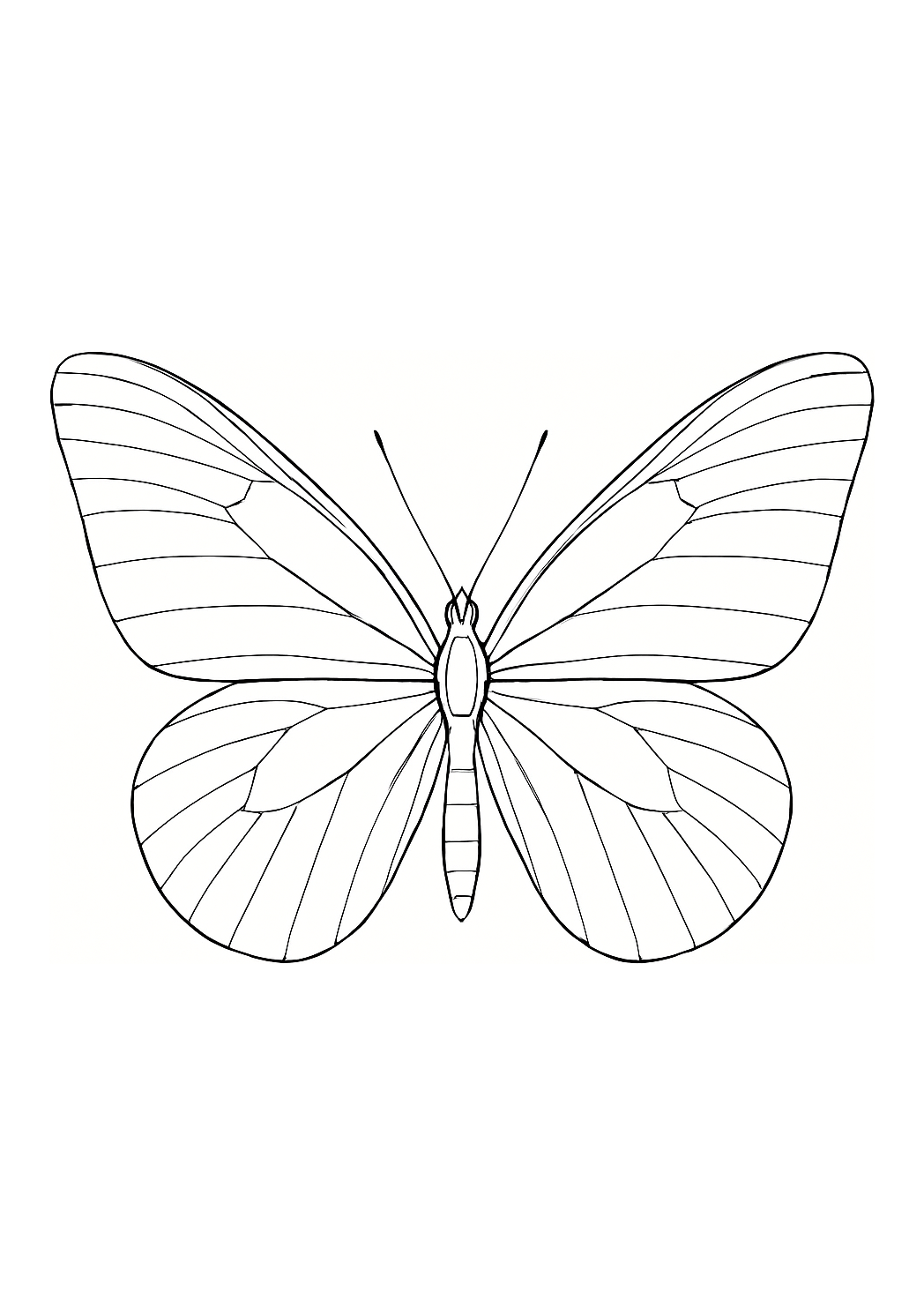 Papillon de Perse