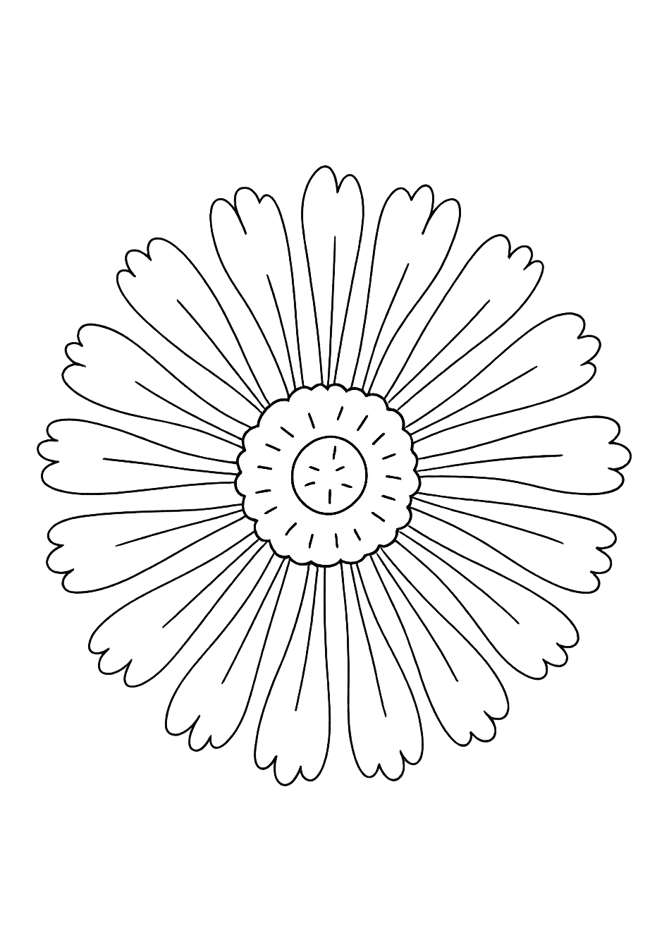 Scabiosa de Provence