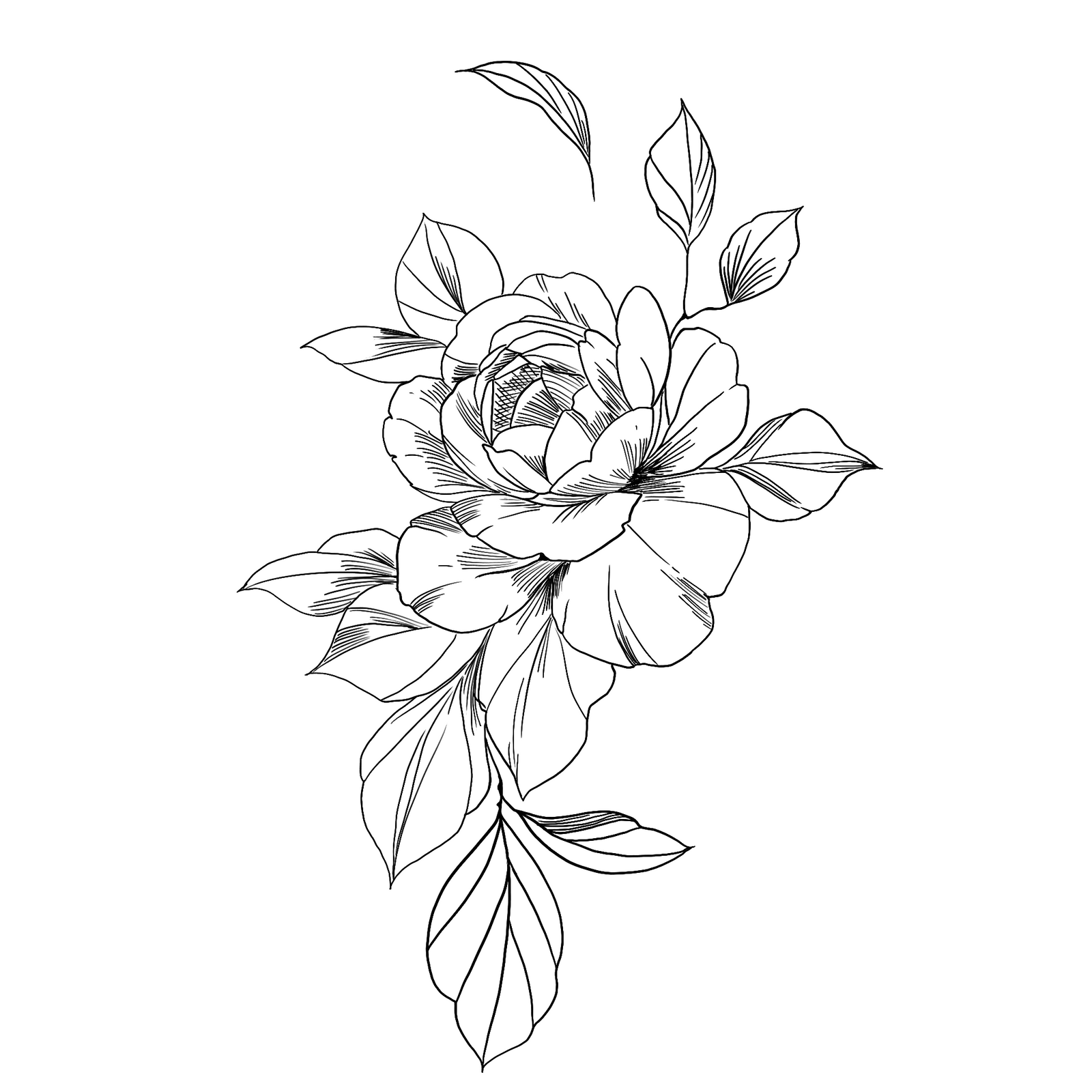 Rose de Damas