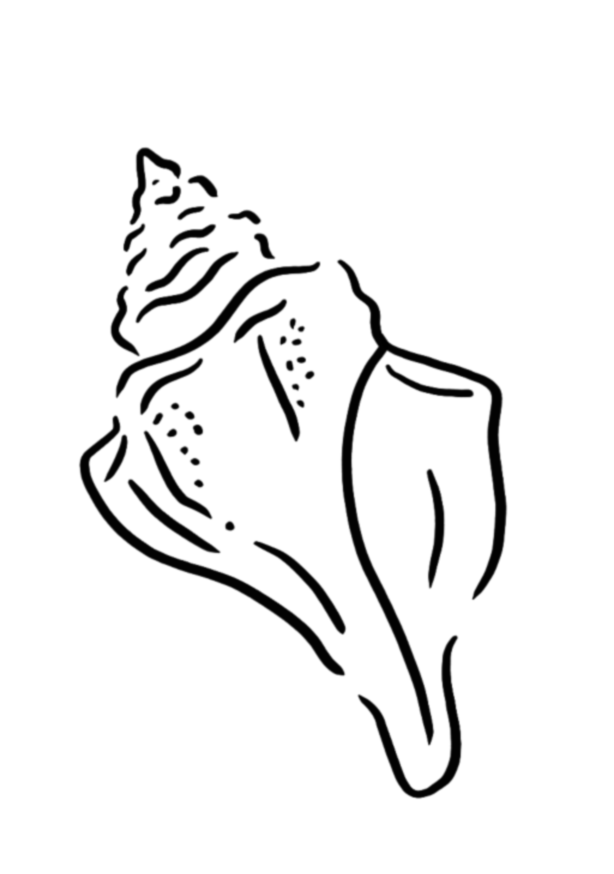 Conque des Marées