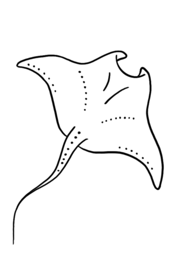 Manta de Bali