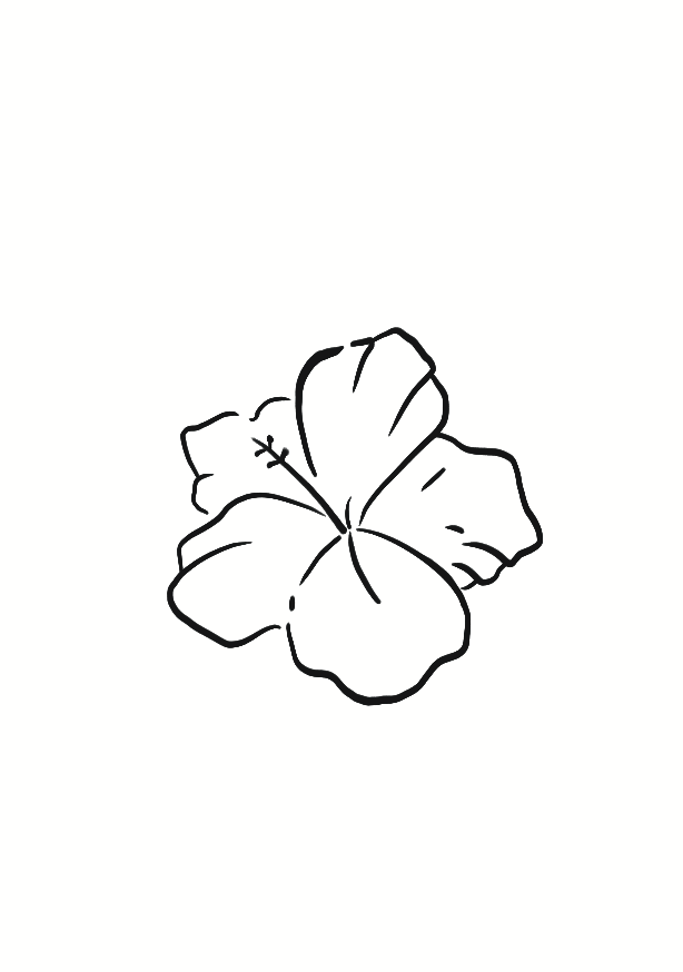 Hibiscus des Îles