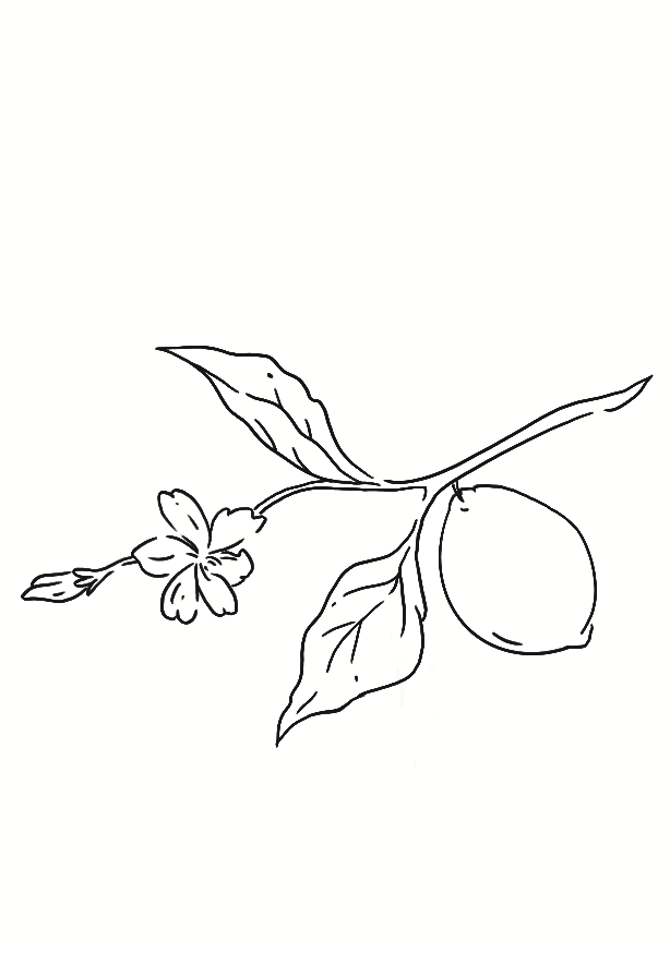 Citron de Menton