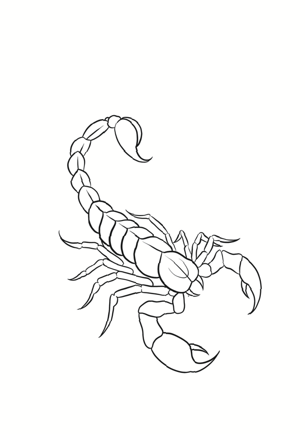 Scorpion du Désert