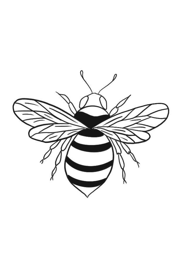 Abeille de Minuit