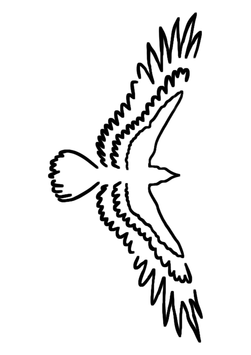 Aigle des Pyrénées