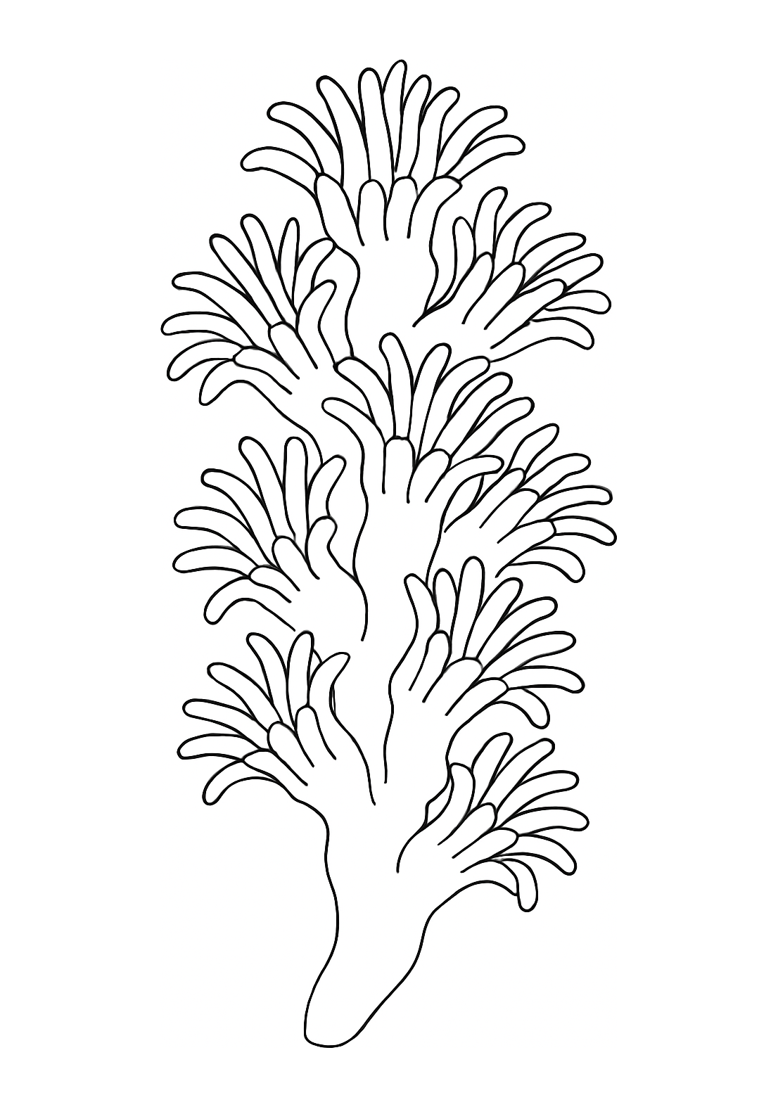 Corail de Bonifacio