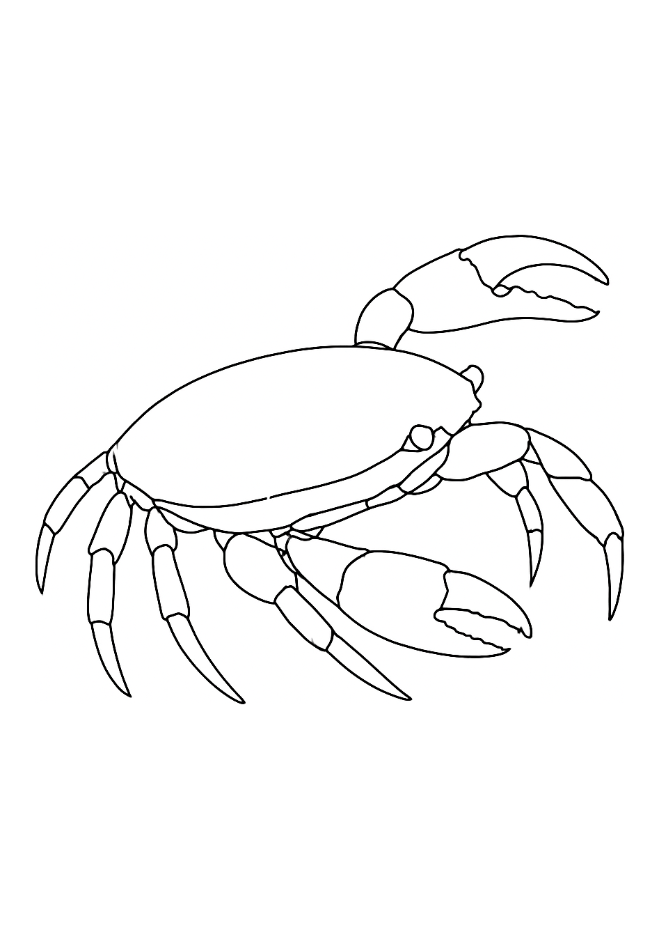 Crabe des cocotiers d’Ankara