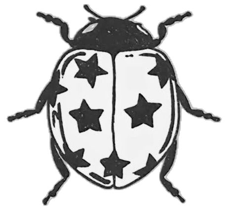 Coccinelle de Nuit