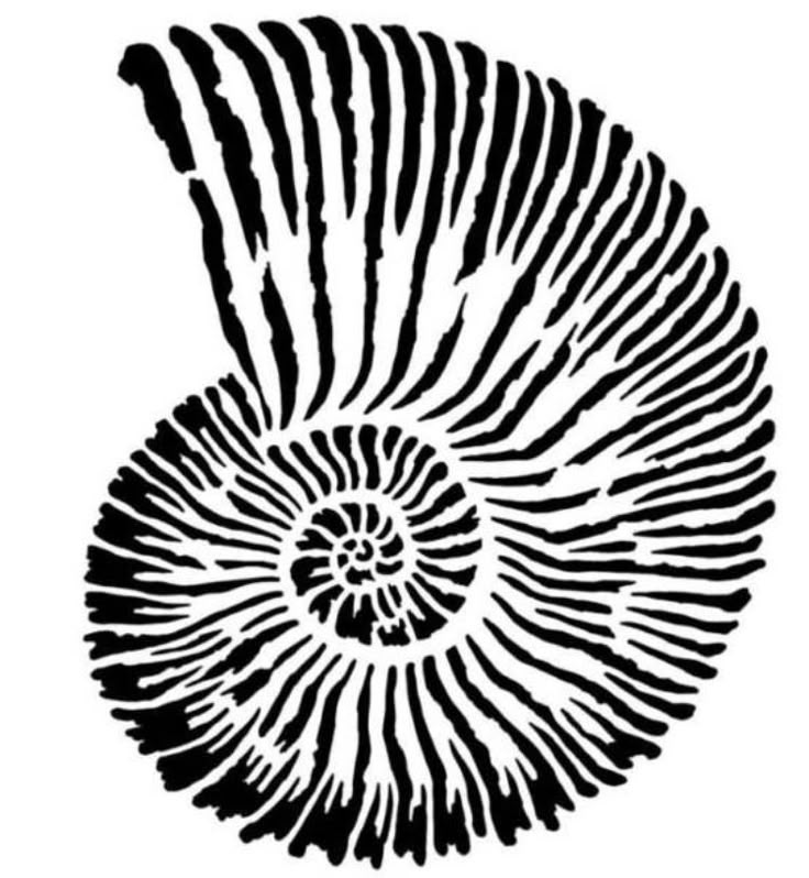 Coquille de Nautilus