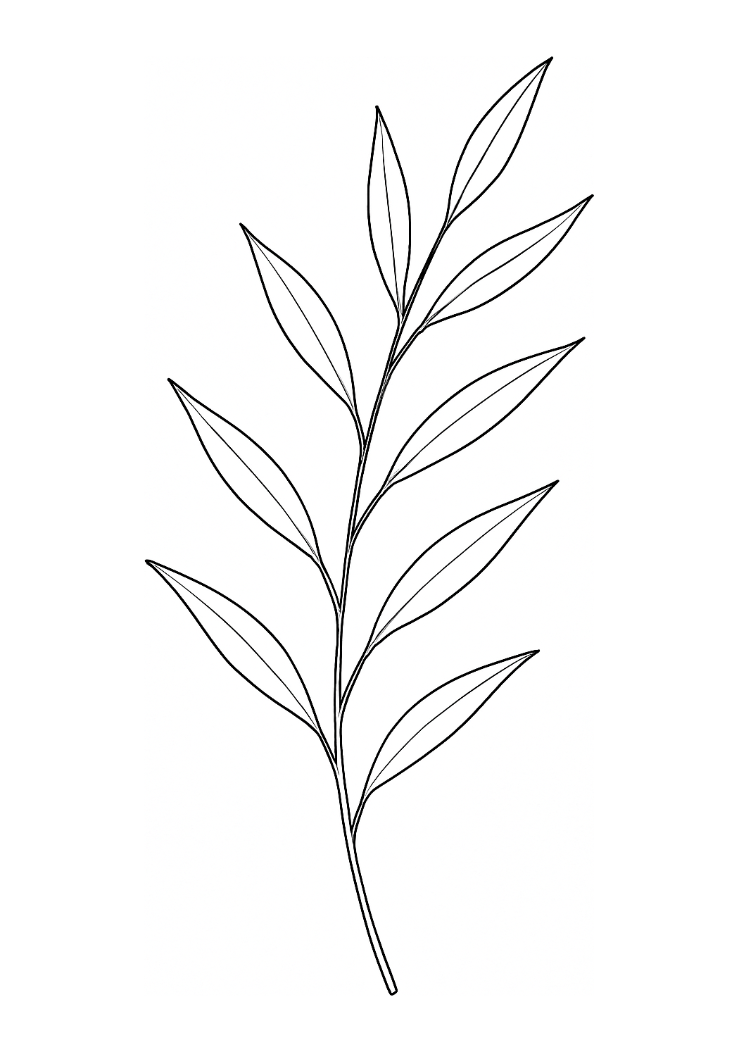 Feuille d’Eucalyptus de Valence