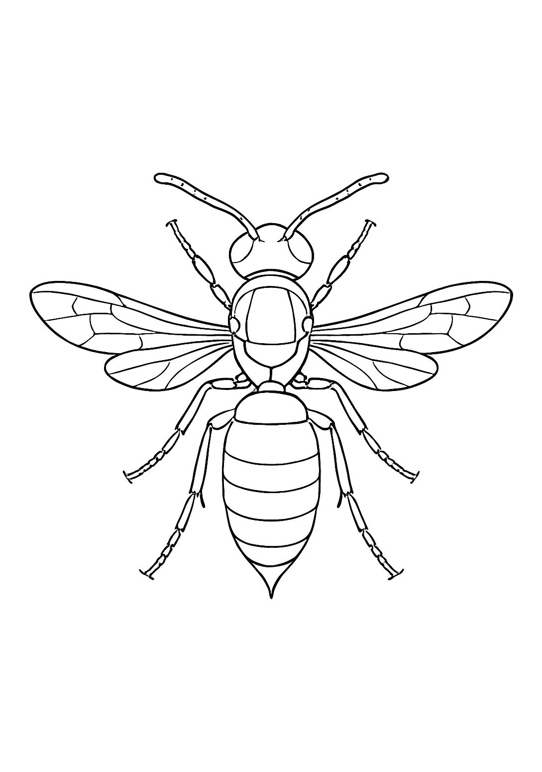 Frelon des Cévennes