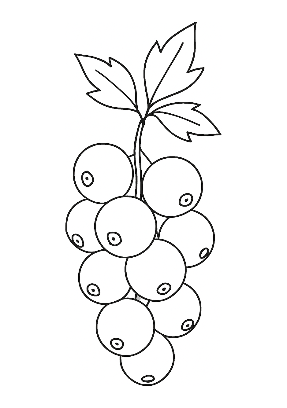 Groseille de Montségur