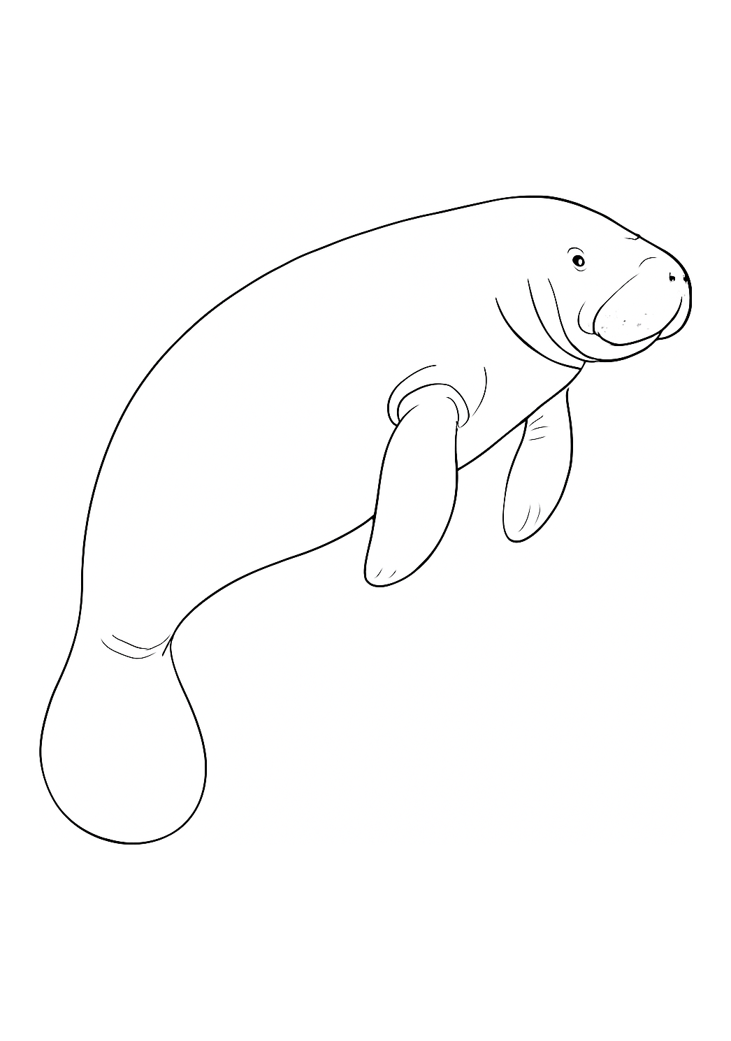 Lamantin des Caraïbes