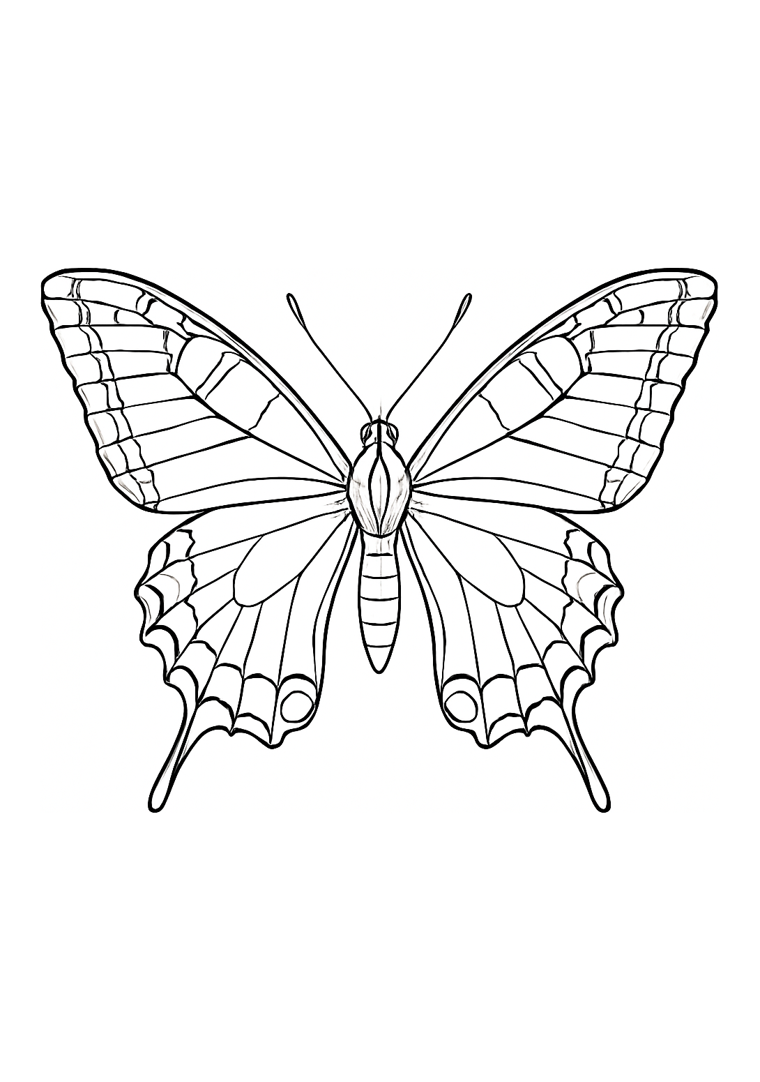 Machaon de la Côte d’Azur