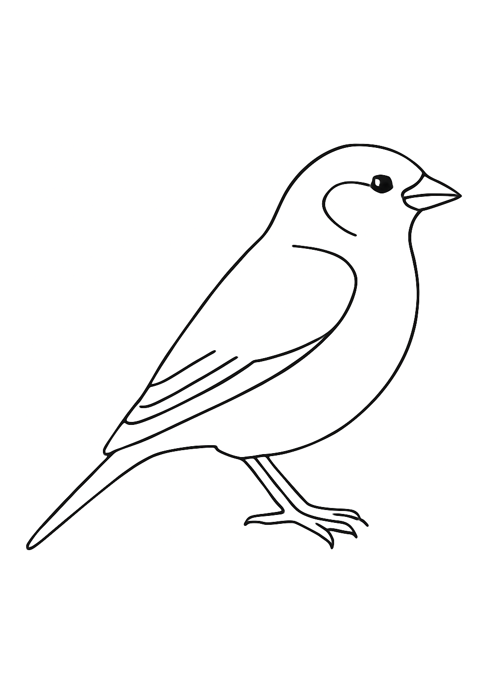 Moineau d’Alger