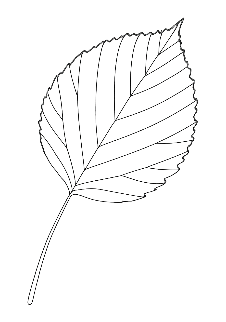 Noisette de Navarre