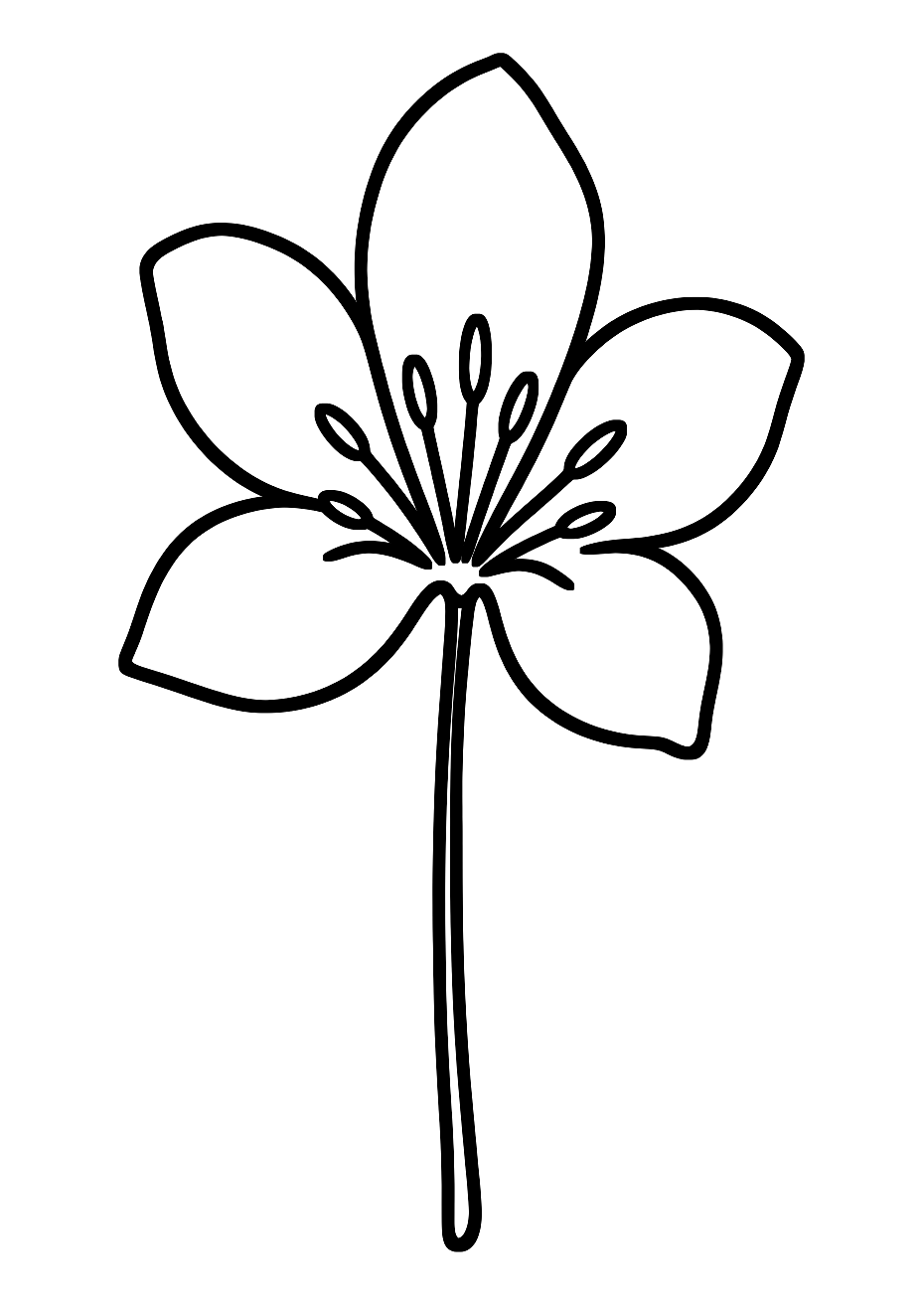 Orchidée de Singapour