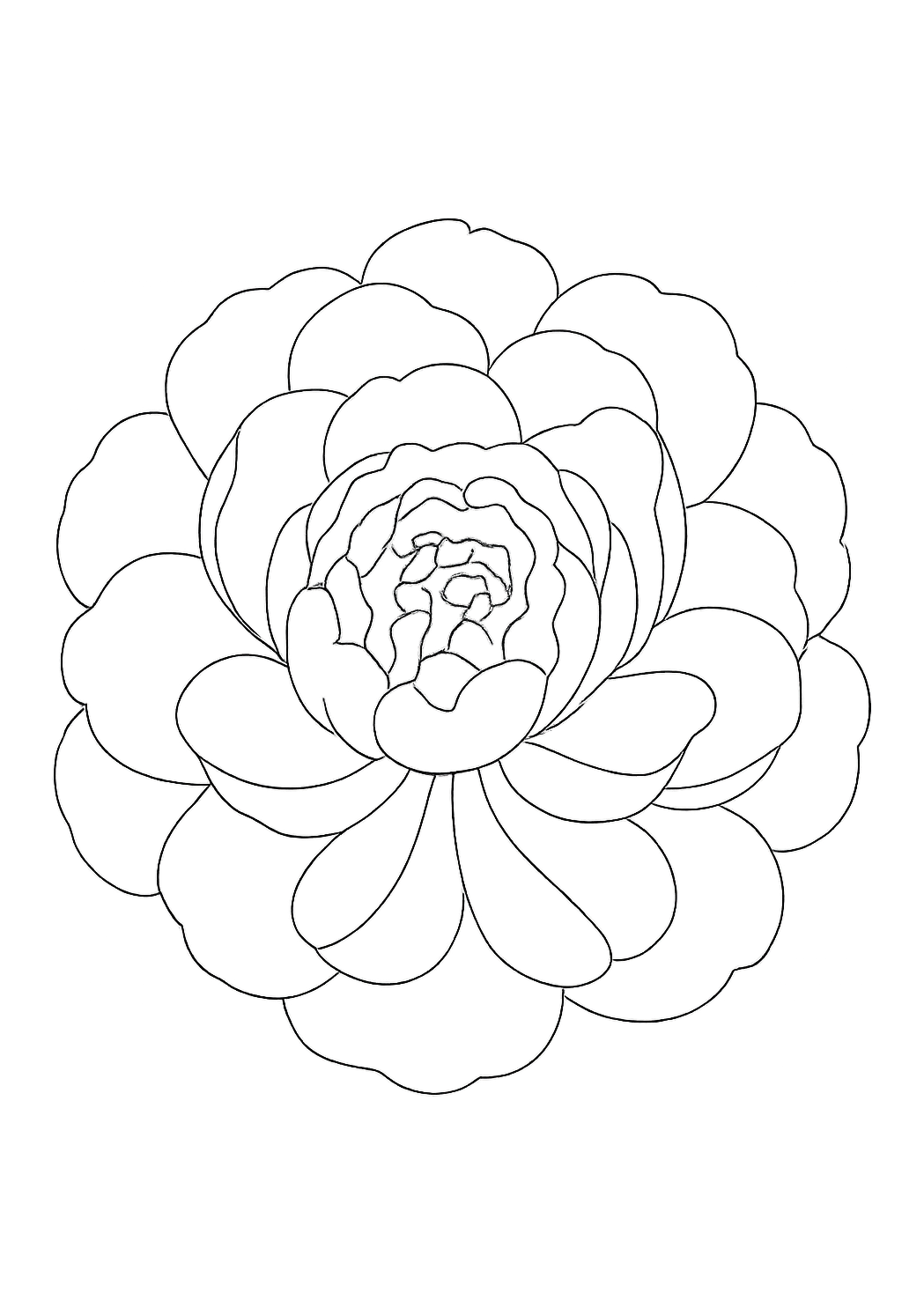 Pivoine des Cornouailles