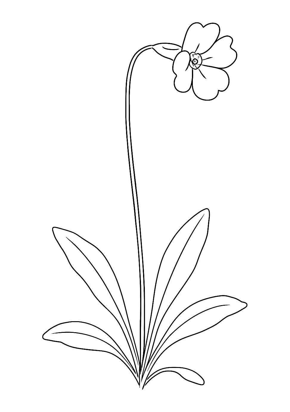 Primevère d’Auvergne