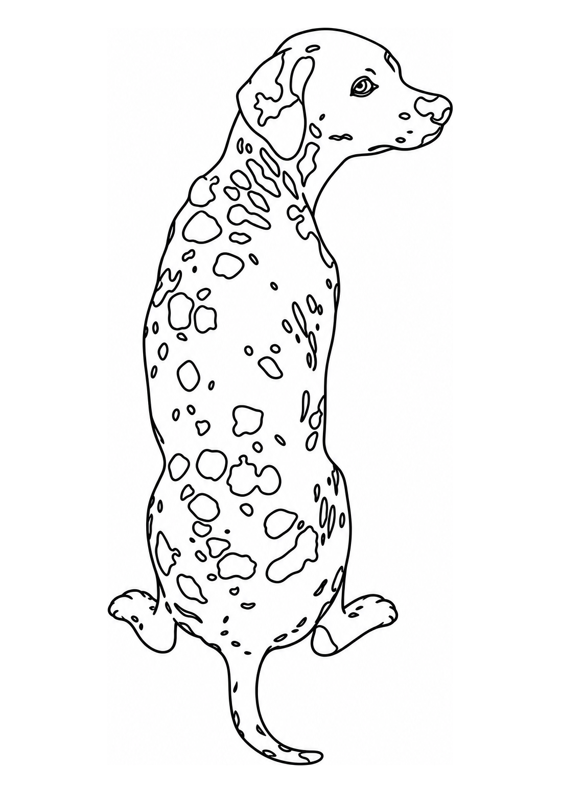 Taches de Dalmatien