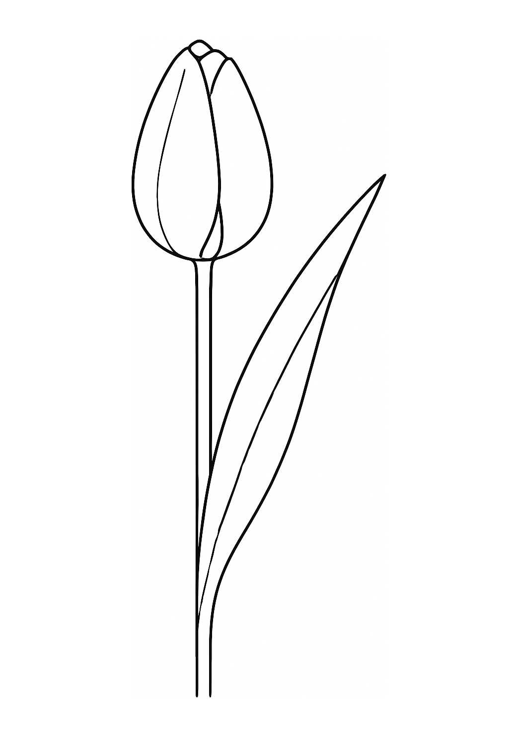Tulipe de Garonne
